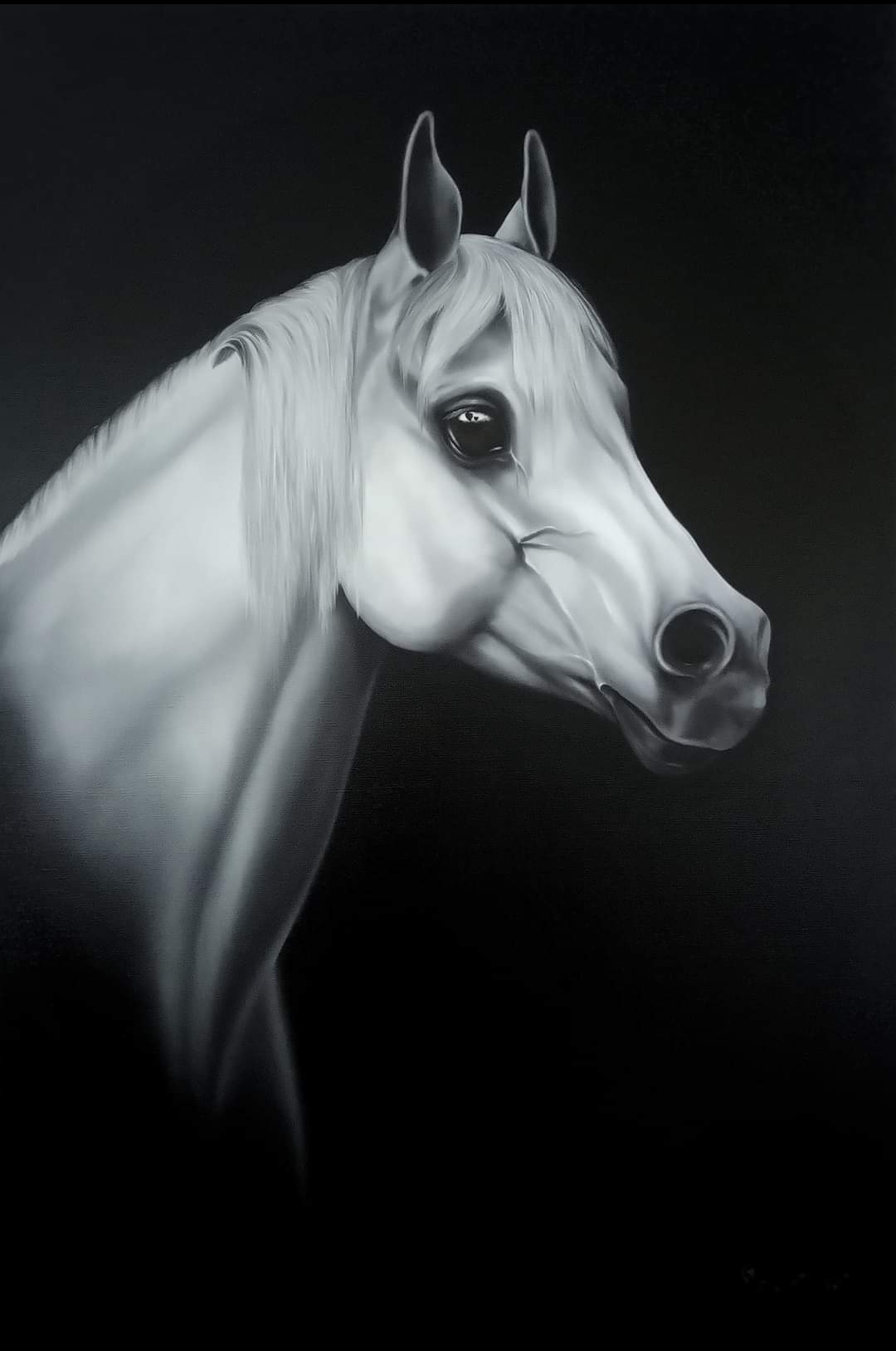 Horse portraits collection